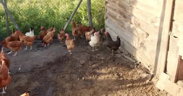 Troupeau Poulets Marche Dans Cour — Video