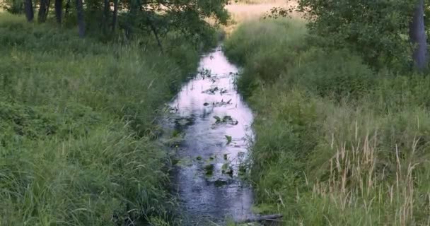 Река Течет Своем Темпе Заросли Берегах — стоковое видео