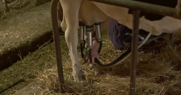 Ordeño Mecánico Vacas Una Mano Humana Desconecta Máquina Ordeño Ubre — Vídeos de Stock