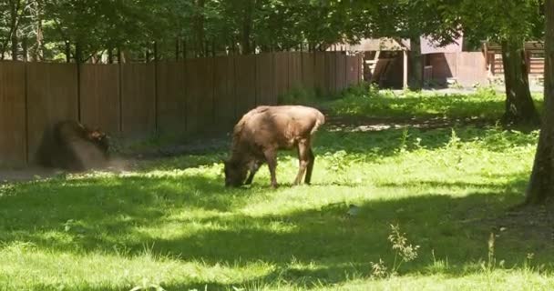 Zwei Wisente Grasen Auf Der Weide Geschlossener Hof — Stockvideo