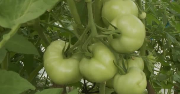 Close Lateral Tomates Verdes — Vídeo de Stock