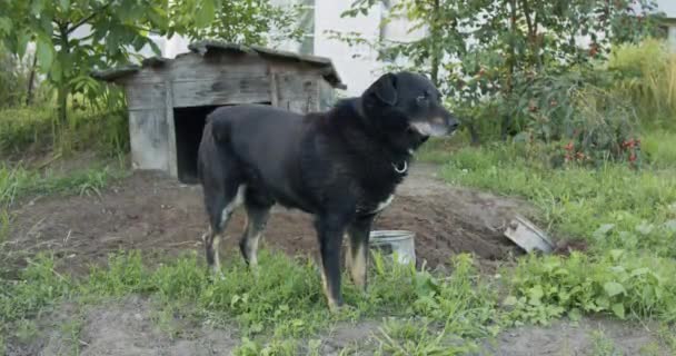 チェーン上の黒い犬家の前の小さなパドック — ストック動画