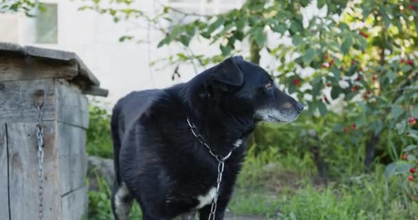 Perro Negro Una Cadena Pequeño Paddock Frente Perrera Cerca — Vídeos de Stock