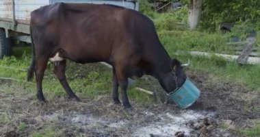 Zincirle bağlanmış inek toprak tanelerini yiyor.