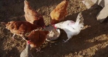 Bahçedeki tavuk sürüsü yemek yiyor.