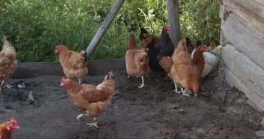 Tavuk sürüsü yiyecek bulmak için toprağı kazıyor.