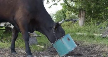 Bir zincire bağlanmış inek toprak tanelerini yer, tozu ağzından dökülür.