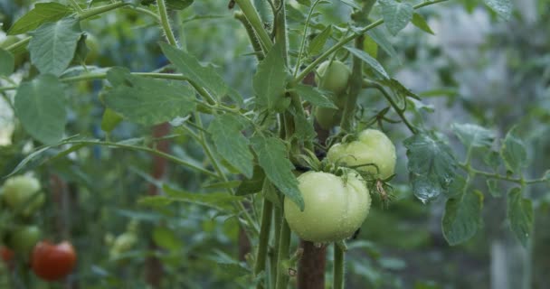 Sprinklers Strö Gröna Tomater Med Vatten Bevattningsprocess — Stockvideo