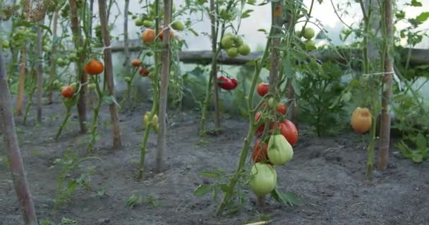 Arbustos Tomate Crescem Uma Estufa — Vídeo de Stock