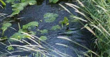 Nehir yatağında su akıyor, çiçeklere kapanıyor.