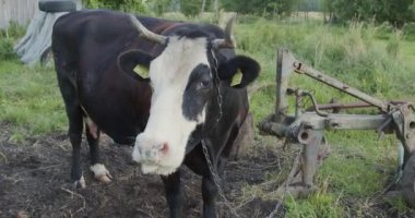 Bir zincire bağlanmış inek, avluda dikilirken otları yiyor.