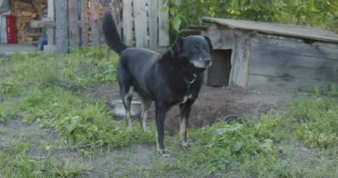 Köpek zincirle bağlanmış, köpek kulübesinin yanında yürüyor.