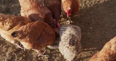  Bir grup tavuk metal bir kaseden besleniyor.