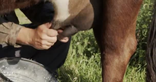 Närbild Bonde Hand Mjölka Mjölk Flugor Från Juver — Stockvideo