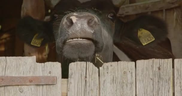 Cabeza Vaca Sobresale Detrás Una Puerta Madera — Vídeos de Stock