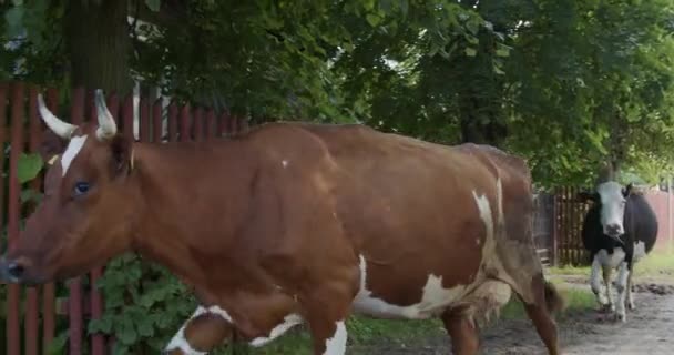 Коровы Идут Своим Путем Гоняясь Ними Одного Места Другое — стоковое видео