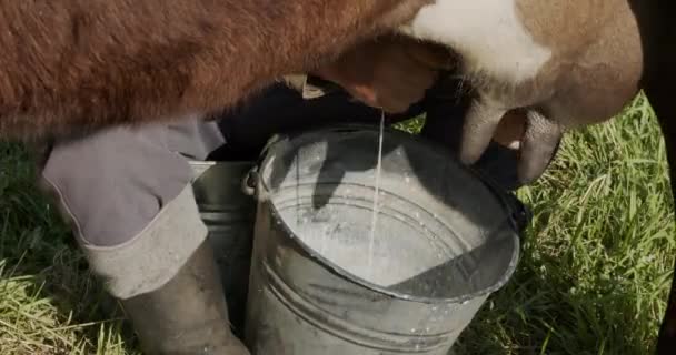 Farmer Milking Cow Hand Top View Milk Falling Bucket — Stock Video