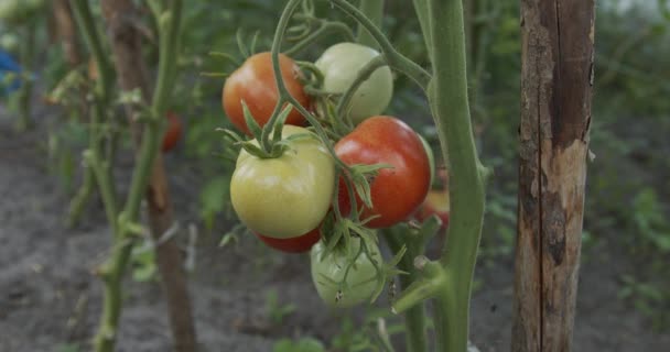 Agriculteur Vérifie Maturité Des Tomates Avec Main — Video