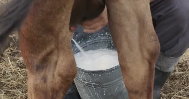 Farmer Milks Cows Hand View Cow Hind Legs — Stock Video