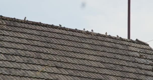 Flock Sparrows Sitting Old Roof — Stock Video