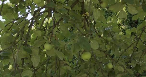 Groene Appelboomtakken Van Onderen Geplakt — Stockvideo