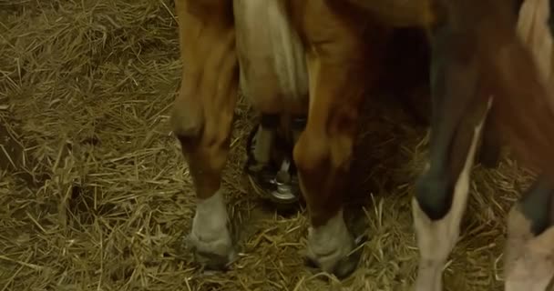 Máquina Ordeño Mecánica Conectada Las Ubres Las Vacas Vista Trasera — Vídeo de stock