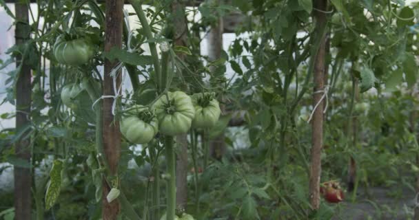 Wasserspray Bestreut Grüne Tomaten Die Strauch Hängen — Stockvideo