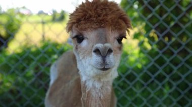 Güzel alpaka doğrudan lense bakıyor.