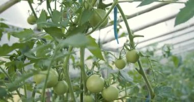 Domates çalılığı tepeden tırnağa sera olarak kaydedildi.