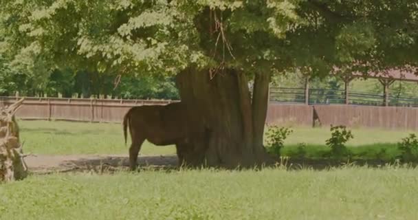 Wisent Nationalpark Reibt Sich Baum — Stockvideo