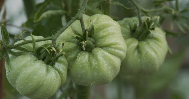 Grupo Tomates Crescendo Arbusto Pulverizado Com Água — Vídeo de Stock