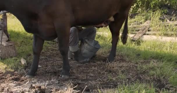 Vacca Scura Munta Mano Contadino Nel Cortile Giornata Sole — Video Stock