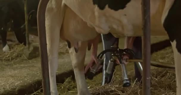 Подключение Механической Доильной Машины Вымени Коров Жизнь Ферме — стоковое видео