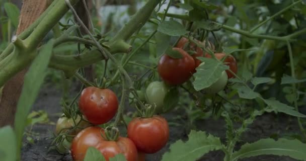 Zielone Czerwone Pomidory Krzewie Rejestrowane Oddolnie — Wideo stockowe