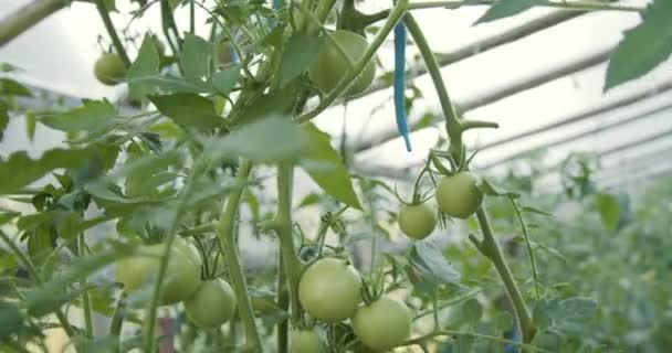 Krzak Pomidorowy Zapisany Góry Dół Szklarnia — Wideo stockowe