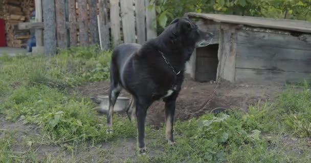 古い犬は鎖で歩いています背景の古い犬小屋は — ストック動画