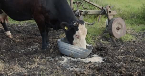 Tied Cow Eats Ground Grains Cereals — Stock Video