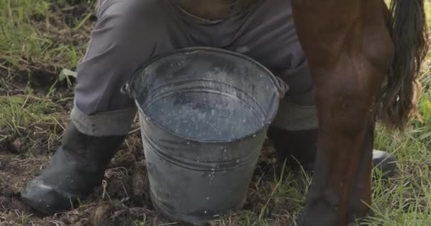 View Milk Falling Bucket Hand Milking Cow — Stock Video