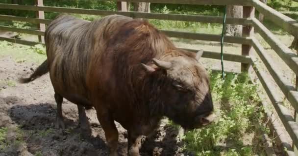 Zubron Genetisk Hybrid Med Europeisk Bisonoxe — Stockvideo