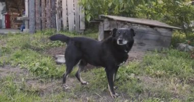 Zincirde kapana kısılmış köpek, küçük kabininde yürüyor.