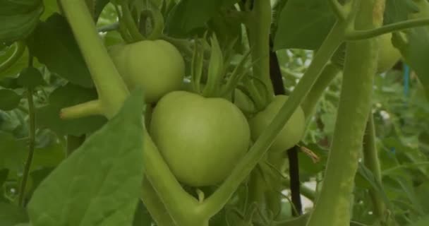 Kamerarörelse Mellan Tomatbuskar — Stockvideo