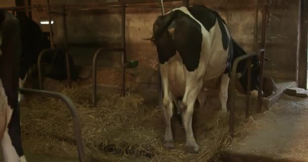 Vaca Celeiro Fica Seu Estande Conectado Máquina Ordenha Vista Traseira — Vídeo de Stock