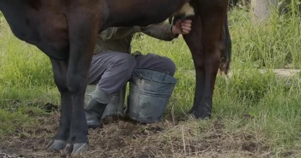 Farmář Ručně Dojí Černou Krávu Otevřeném Prostranství Mléko Spadne Kbelíku — Stock video