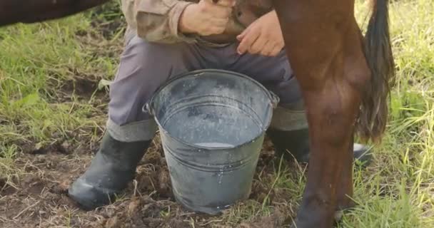 Farmer Manually Milks Black Cow Open Milk Falls Bucket Top — Stock Video