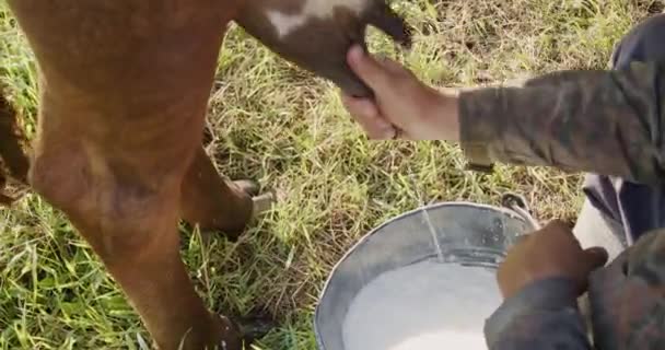 Farmer Milks Cows Hand Open Space View Farmer — Stock Video