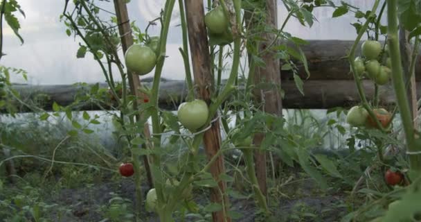 Powolne Zbliżenie Zielonym Pomidorze Wiszącym Krzewie — Wideo stockowe