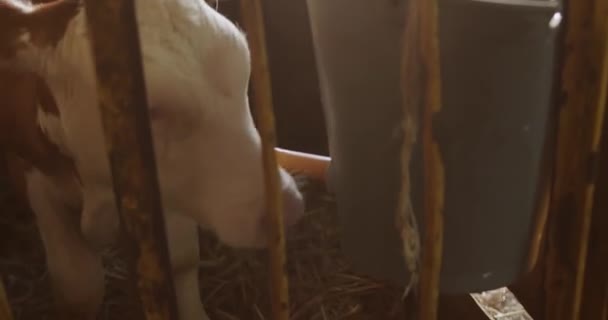 美丽的小牛犊正在喝人造乳房中的牛奶 — 图库视频影像