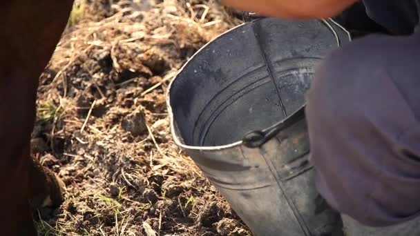 Mezőgazdasági Termelő Fejés Tehén Kézzel Udvaron Oldalnézetben Tej Esik Vödörbe — Stock videók