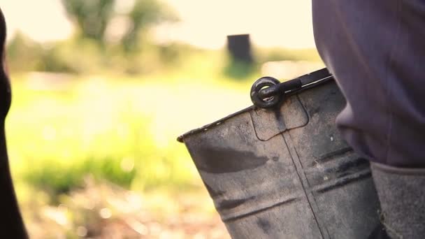 Farmer Milking Cow Hand Yard Side View Milk Falling Bucket — Stock Video