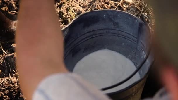 Farmer Milking Cow Hand Yard View Milk Falling Bucket — Stock Video